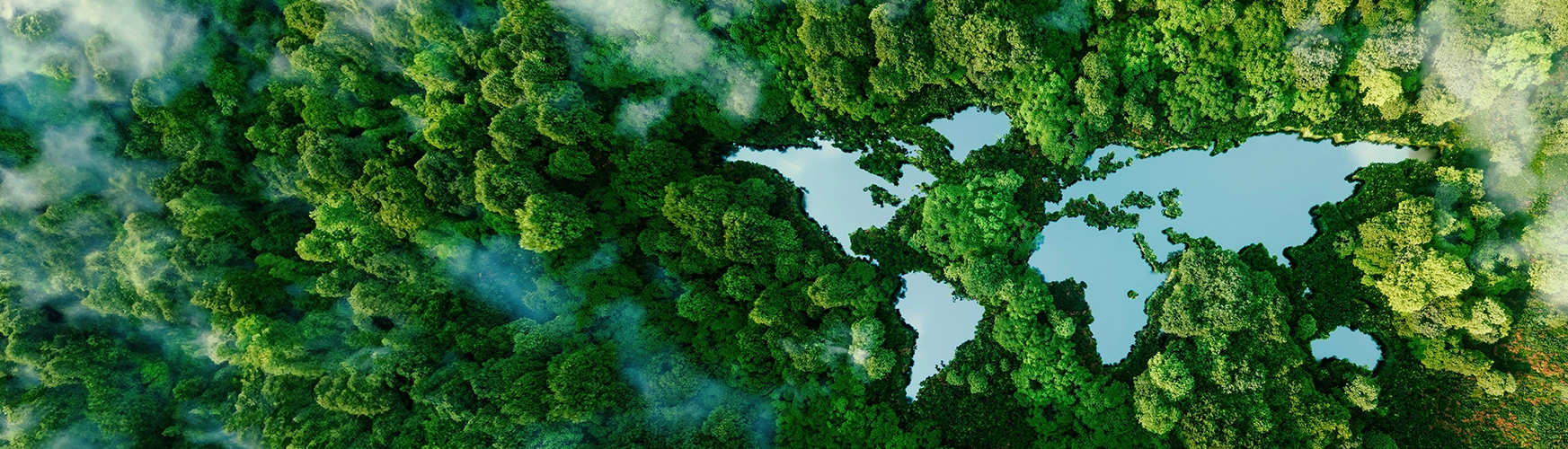 aerial view of a forest